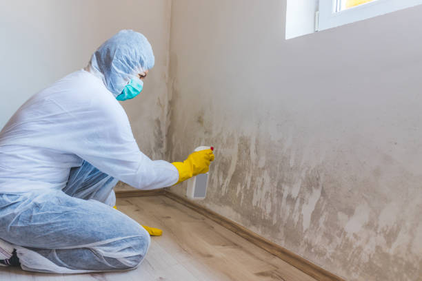 Licensed Mold Inspection service in Peapack, NJ - WQB Mold Removal