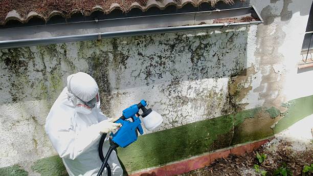 Top rated local Mold Inspection specialists in Peapack, NJ
